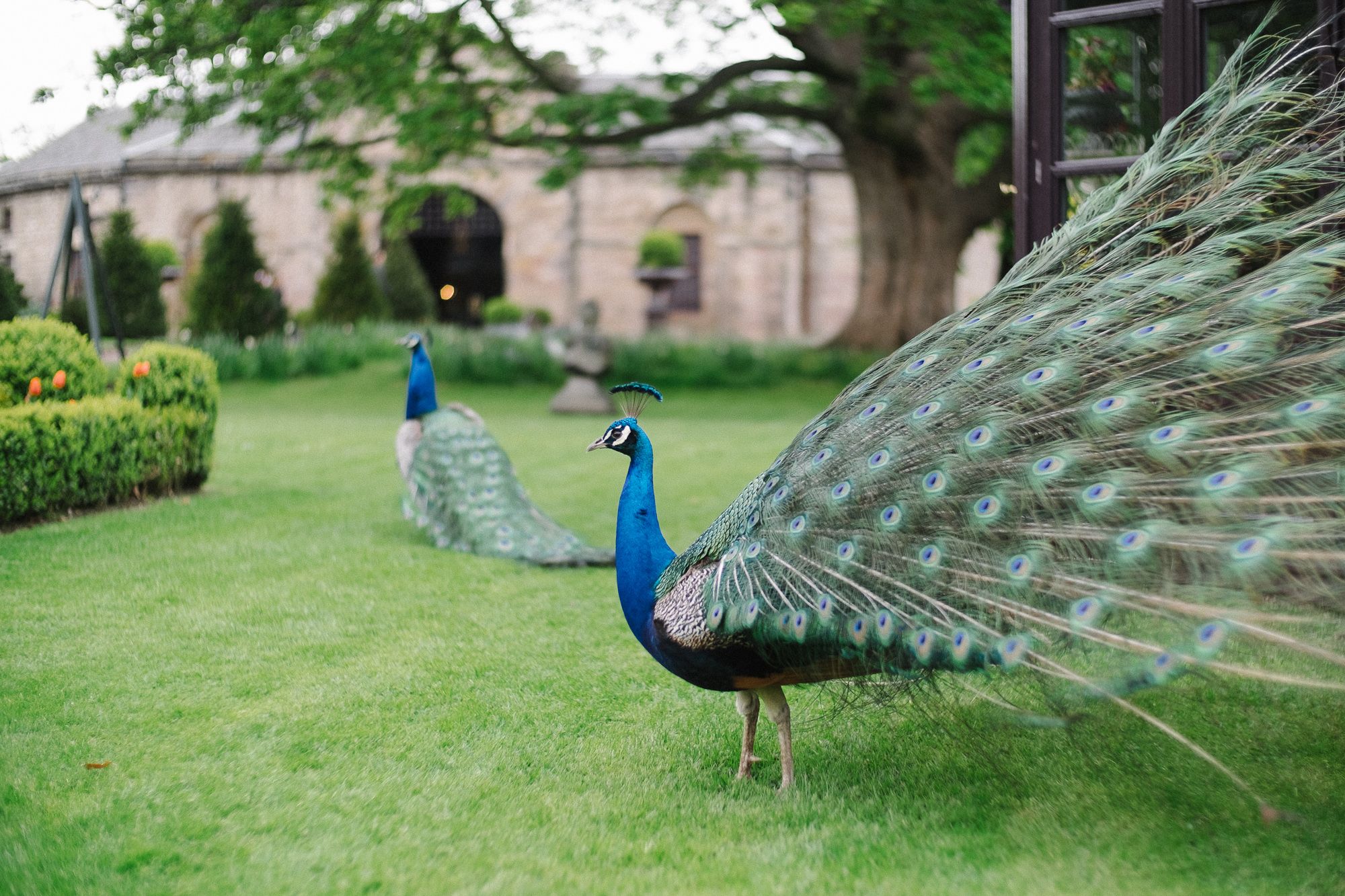 Peacocks in the garden of Prestonfield House