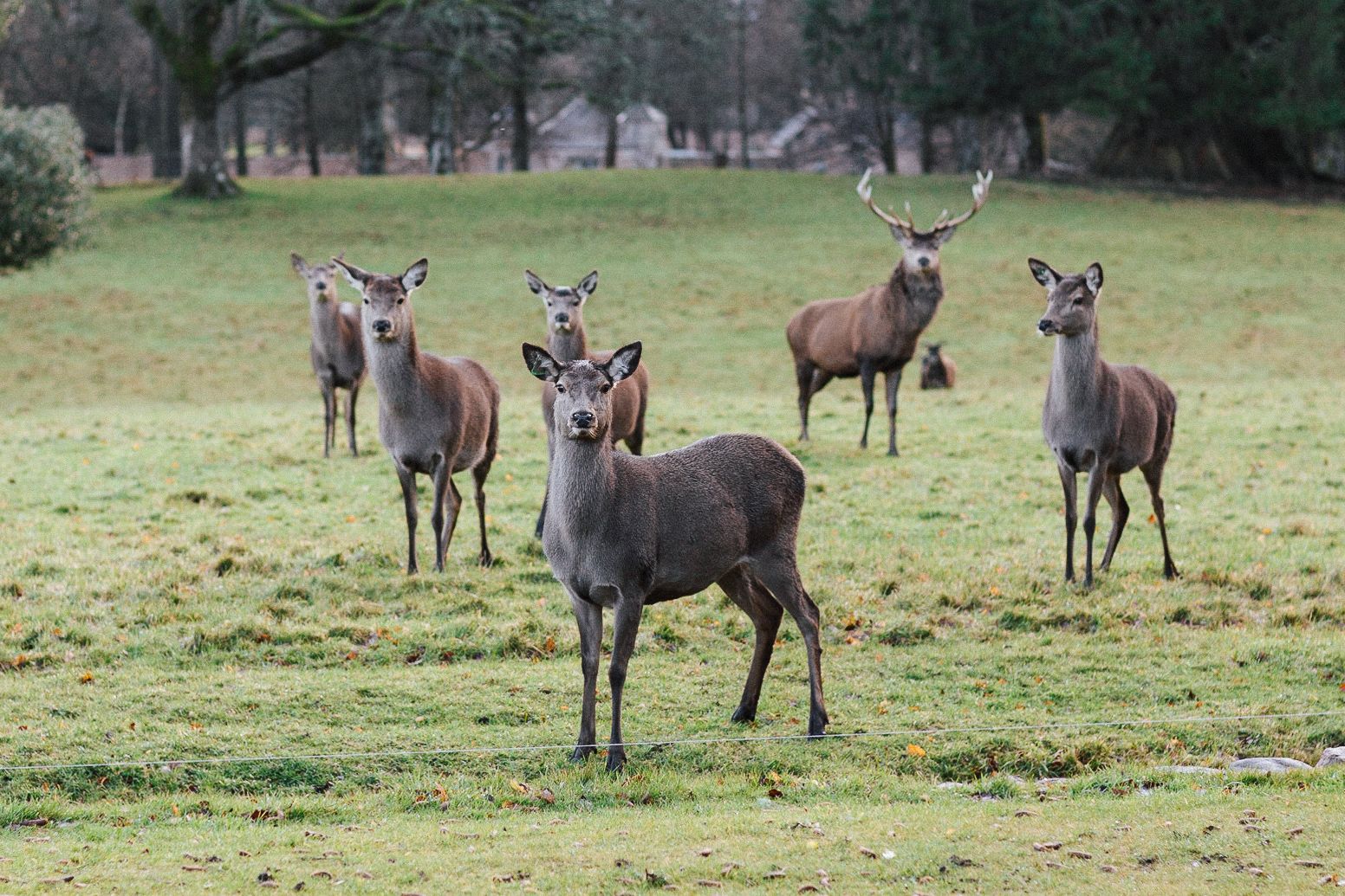 Deer on the grounds of Fasque Castle in Aberdeenshire