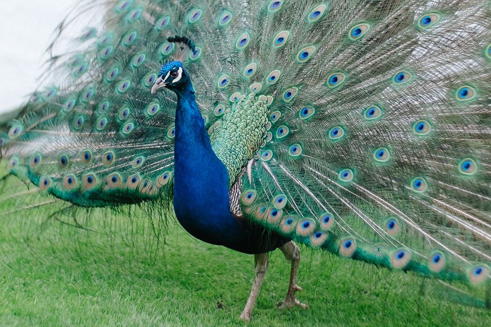Prestonfield House weddings in Edinburgh peacock in garden